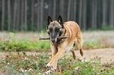 MALINOIS 565